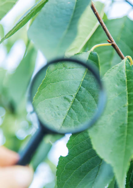 istock Plant biology under a magnifying glass. Selective focus. 1276662303