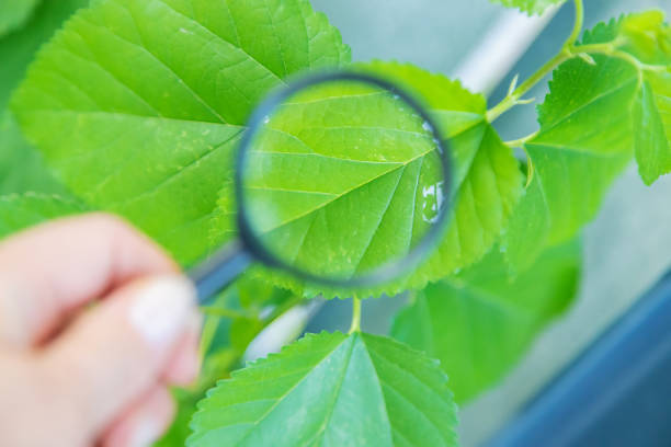 istock Plant biology under a magnifying glass. Selective focus. 1276662305