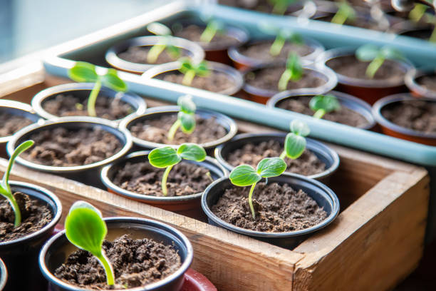 istock Seedlings of cucumbers in cups. Selective focus. 1276662399