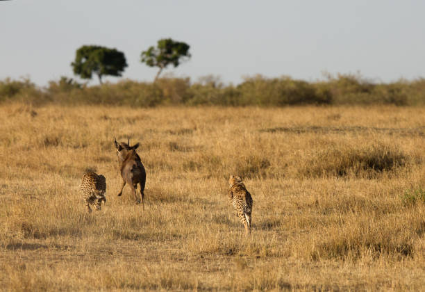 istock Cheetahs chasing wildebeest, Masai Mara 1276662423
