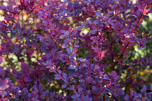 Nature background with red cornus mas berry on tree branch, soft focus, purple color