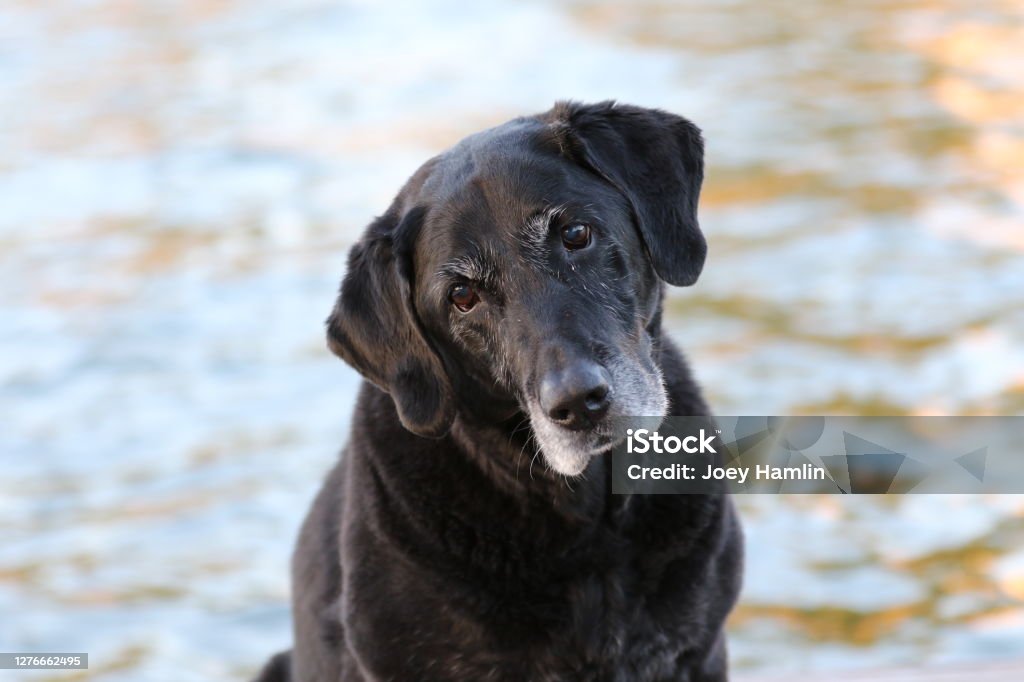 Senior Labrador Retriever Cute Labrador at a lake Senior Animal Stock Photo