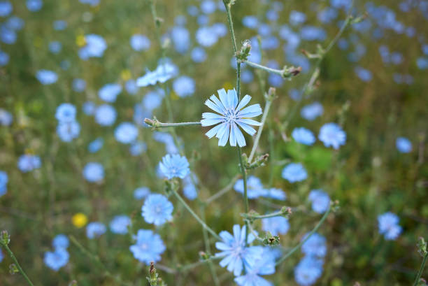 cichorium intybus in fiore - succory foto e immagini stock