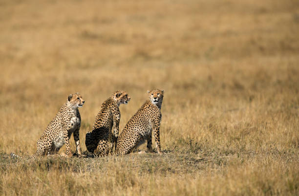 istock Mussiara cheeta cubs, Masai Mara 1276664044