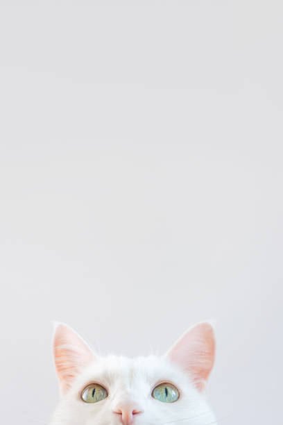 istock Portrait of a white cat 1276664688