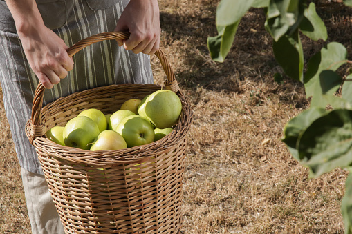 A young woman collecting ripe green apples on a beautiful sunny day. Early autumn chores in the garden.
