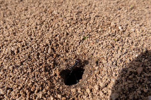 Ant in the border of the hole of their anthill.