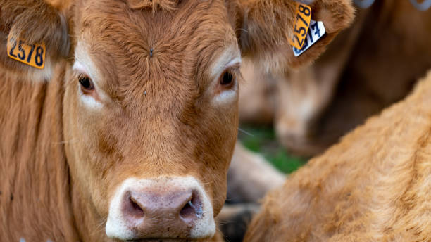 verticale d’une vache regardant vers l’appareil-photo - bull eye photos et images de collection