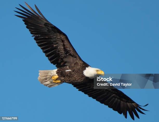 The Iconic American Bald Eagle Stock Photo - Download Image Now - Animal Wildlife, Animals In The Wild, Bald Eagle - iStock The Iconic American Bald Eagle Stock Photo - Download Image Now - Animal Wildlife, Animals In The Wild, Bald Eagle - iStock
