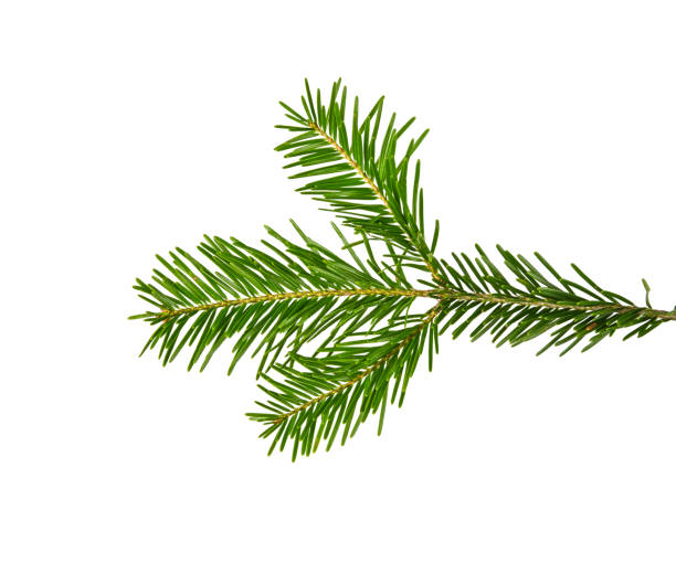 istock Close up branch of green spruce tree isolated 1276667583