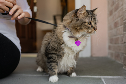 A grey and white fluffy Siberian cat looks up to a large copy space.