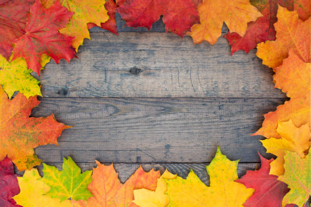 istock Autumn maple leaves frame on wooden boards with copy space. 1276668899