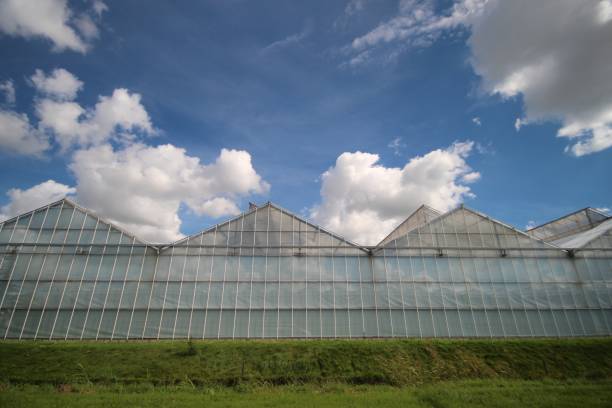 istock Cumulus clouds in blue sky in the Zuidplaspolder 1276669769
