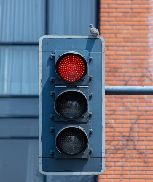 istock The red traffic light and a bird perched above it 1276669801