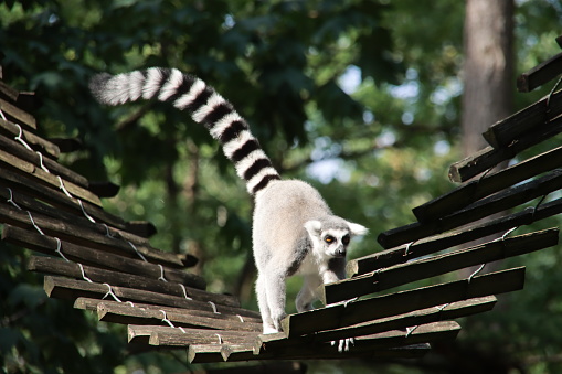 Lemurs are climbing in the Apenheul in Apeldoorn between the guests