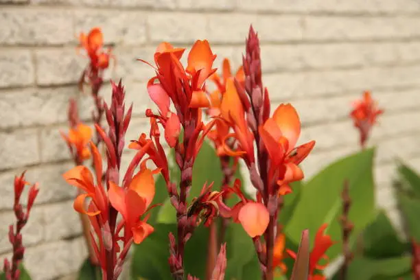 canna lily in orange color with white brick background in the Netherlands
