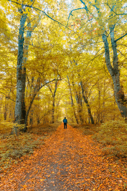 istock Dense forest in the middle of autumn 1276670136