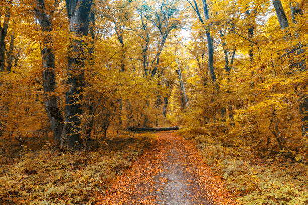 istock Dense forest in the middle of autumn 1276670410