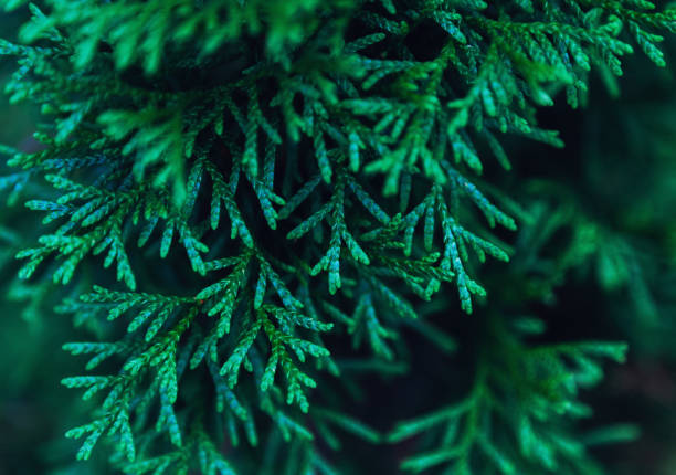 istock Close-up top view of thuja branches 1276671750