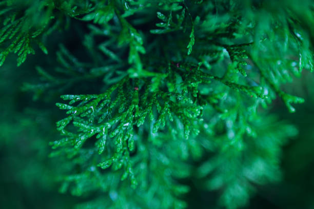 istock Close up top view of thuja branches 1276671837