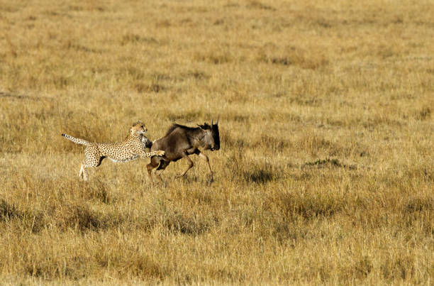 istock Mussiara cheeta holding a wildebeest, Masai Mara 1276672509