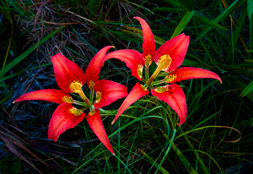 A wild Lily flower in the forest in Summer