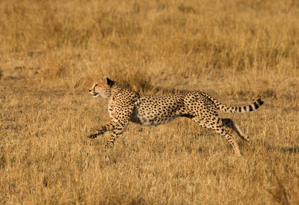 istock Cheetah running in Savannah grassland,  Masai Mara 1276672786