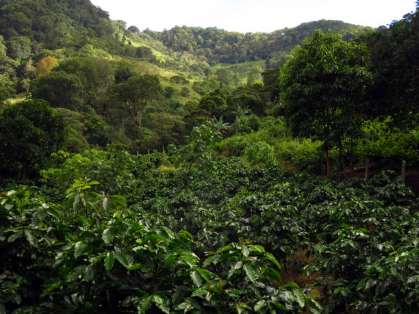 Coffee plantation, Matagalpa, Nicaragua Coffee plants of small prganic farmer in Matagalpa Region of Nicaragua nicaragua stock pictures, royalty-free photos & images