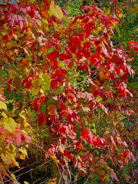 istock Leaves Beginning to Turn Color on A Fence Post 1276673745