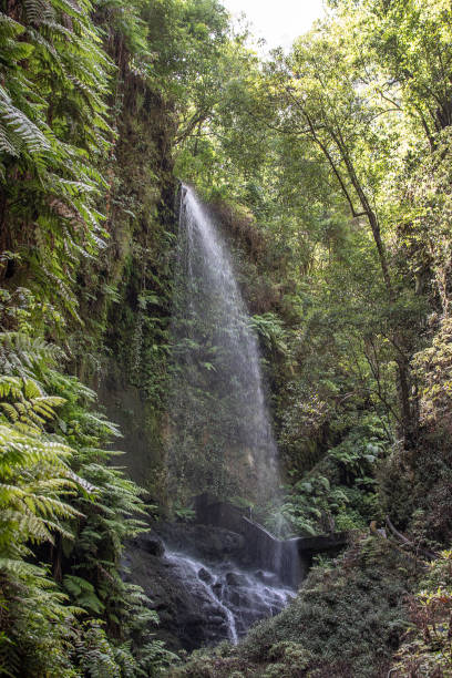 istock The waterfall in the middle of the forest 1276674615