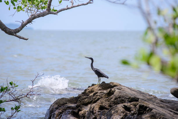 istock Teal standing on the rocks 1276674851