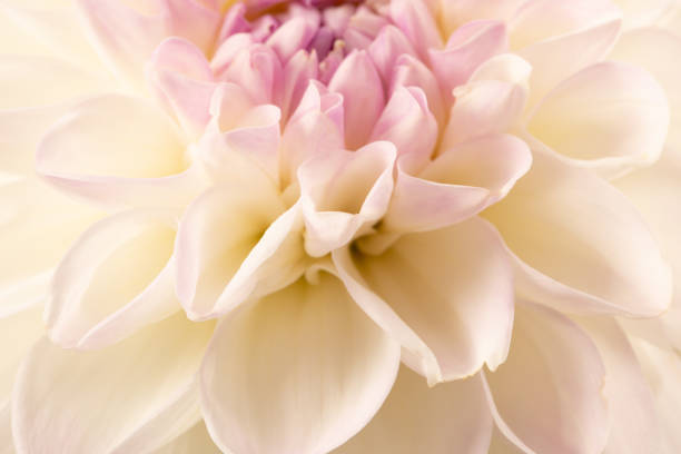 istock close up of white dahlia 1276675095