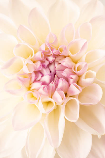istock close up of white dahlia 1276675112