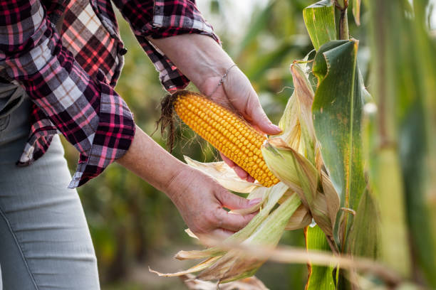 женщина проверки урожая кукурузы перед уборкой урожая - agriculture close up corn corn on the cob стоковые фото и изображения