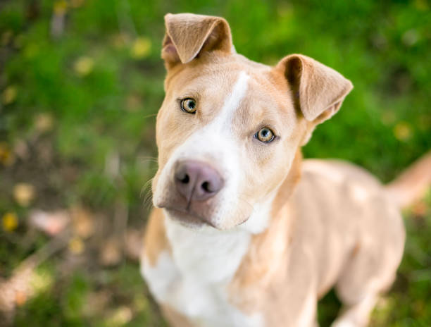 istock A tan and white mixed breed puppy with folded ears 1276678714