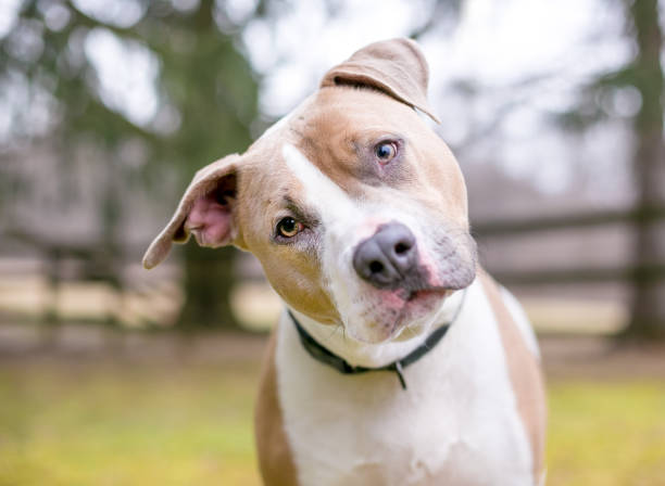 A Pit Bull Terrier mixed breed dog with a head tilt A cute Pit Bull Terrier mixed breed dog listening with a head tilt head cocked stock pictures, royalty-free photos & images