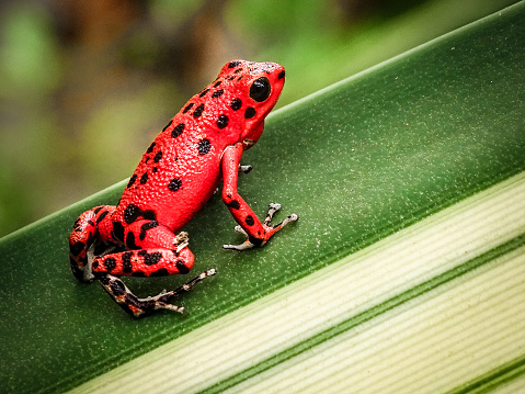 The picture of red strawberry poison-dart frog  in the tropical rainforest of  Isla Bastimentos, Panama.