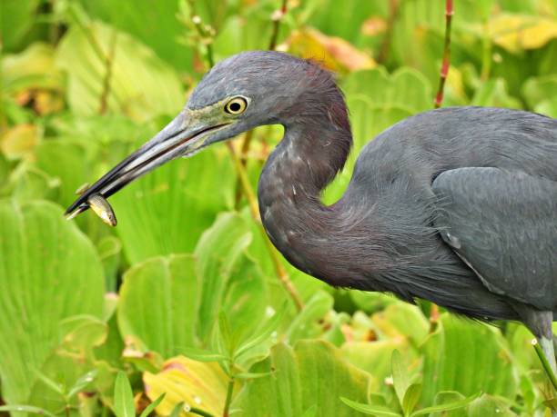 istock Little Blue Heron (Egretta caerulea) with small fish - close-up 1276679545