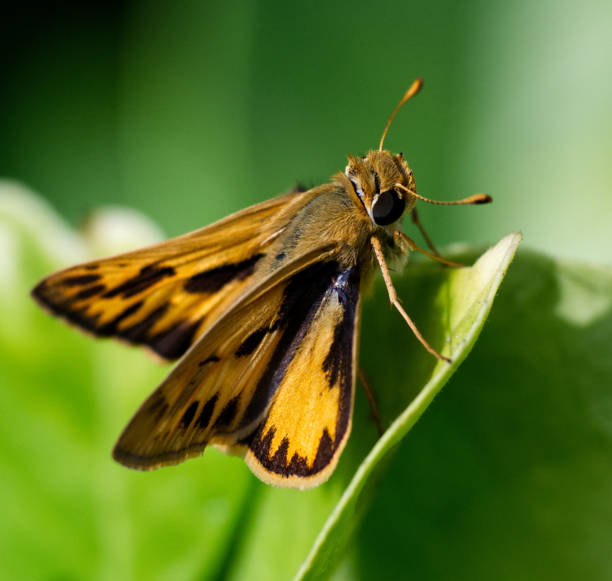istock Zabulon Skipper butterfly resting on leaf 1276679854