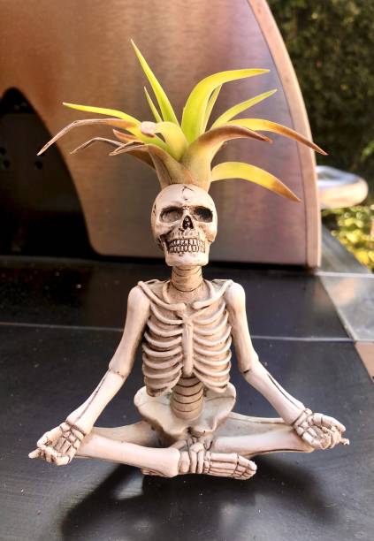 istock Skeleton planter with air plant sprouting from head 1276681060