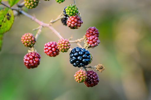 Ripe, ripening and unripe blackberry species 'Rubus Fruticosus' growing wild in countryside hedgerow. Herefordshire, United Kingdom