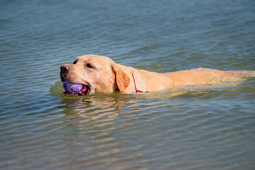 Labrador runs on the seaside
