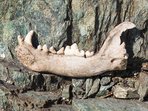 Elephant skull with visible molars laying on the savannah in the Okavango Delta in Botswana