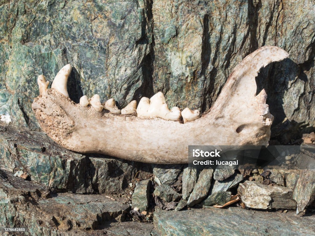 Dog's  lower jaw  bone  with some teeth incisor, canine, premolar and molar on rocks Dog's  lower jaw  bone  with some teeth incisor, canine, premolar and molar on rocks Dog Stock Photo