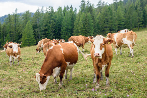 istock Cttle grazing in a mountain meadow in summer 1276683303