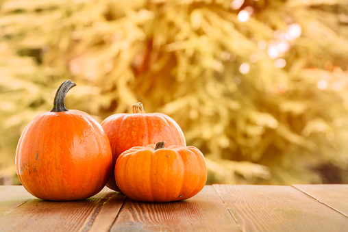 Fresh pumpkins on an old wooden outdoor table in autumn. Halloween and Thanksgiving concept.