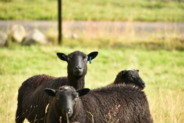 rebanho de ovelhas - sheep lamb wool animal head - fotografias e filmes do acervo