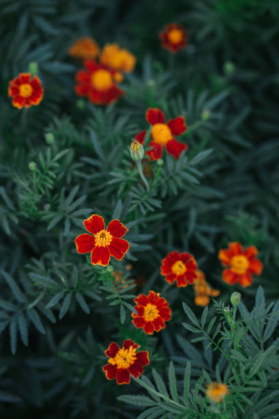 istock Bright orange marigold flowers (Tagetes patula) on dark green background. 1276684242