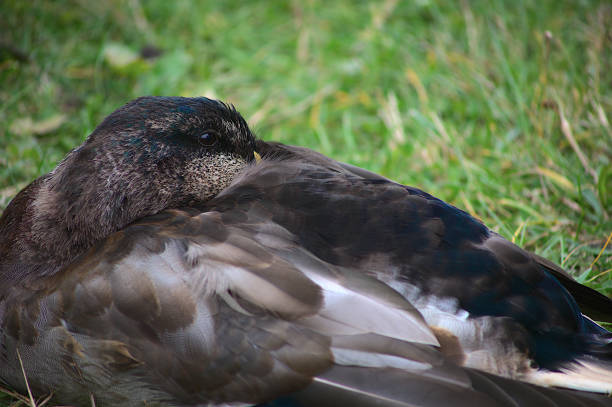 istock duck on grass beak in feathers mallard bird 1276687196