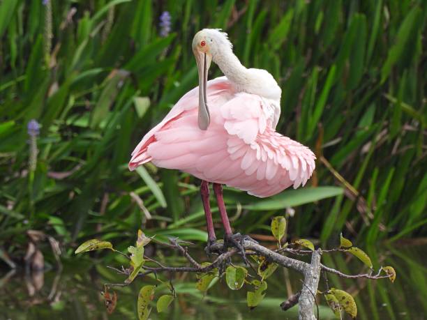 istock Roseate Spoonbill (Platalea ajaja) preening its feathers in the Florida wetlands 1276688060